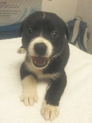 pup